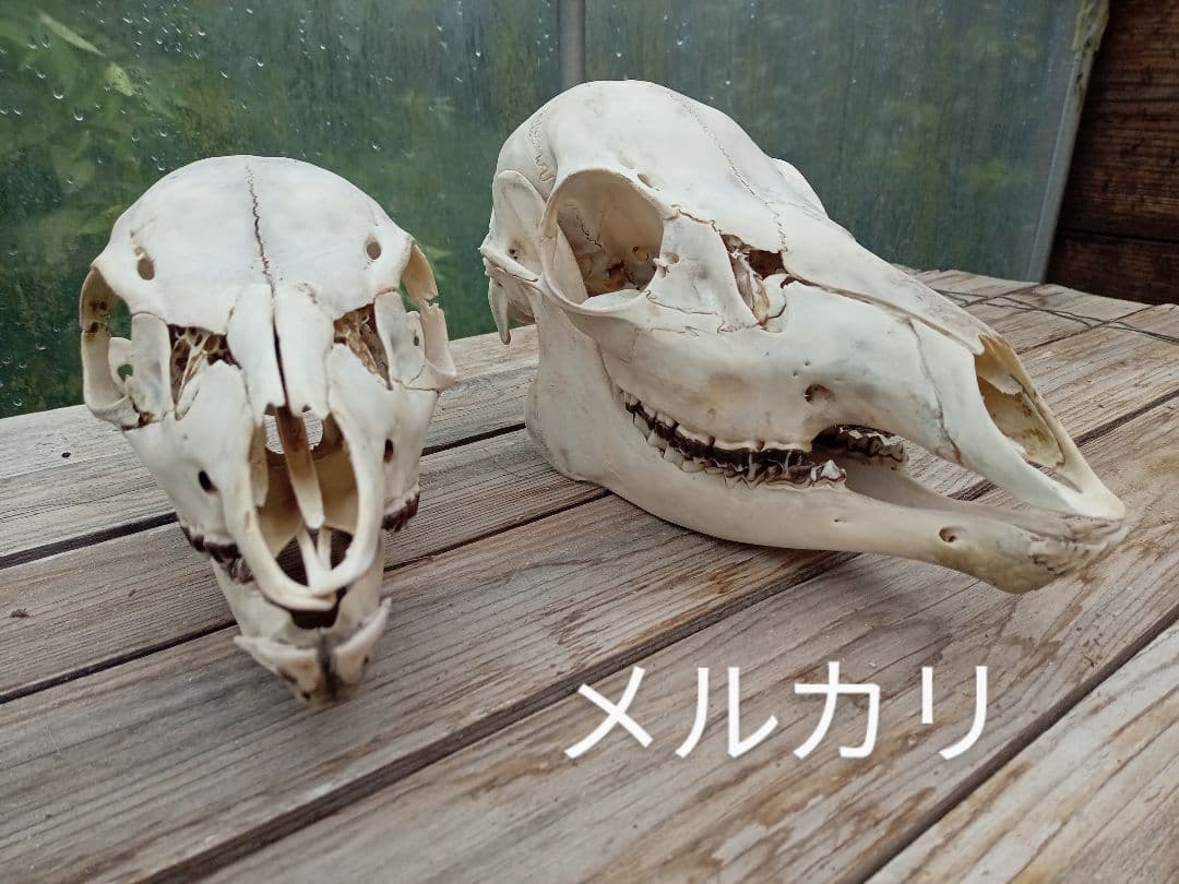 天然　日本鹿　スカルヘッド　お得な2個セット×2