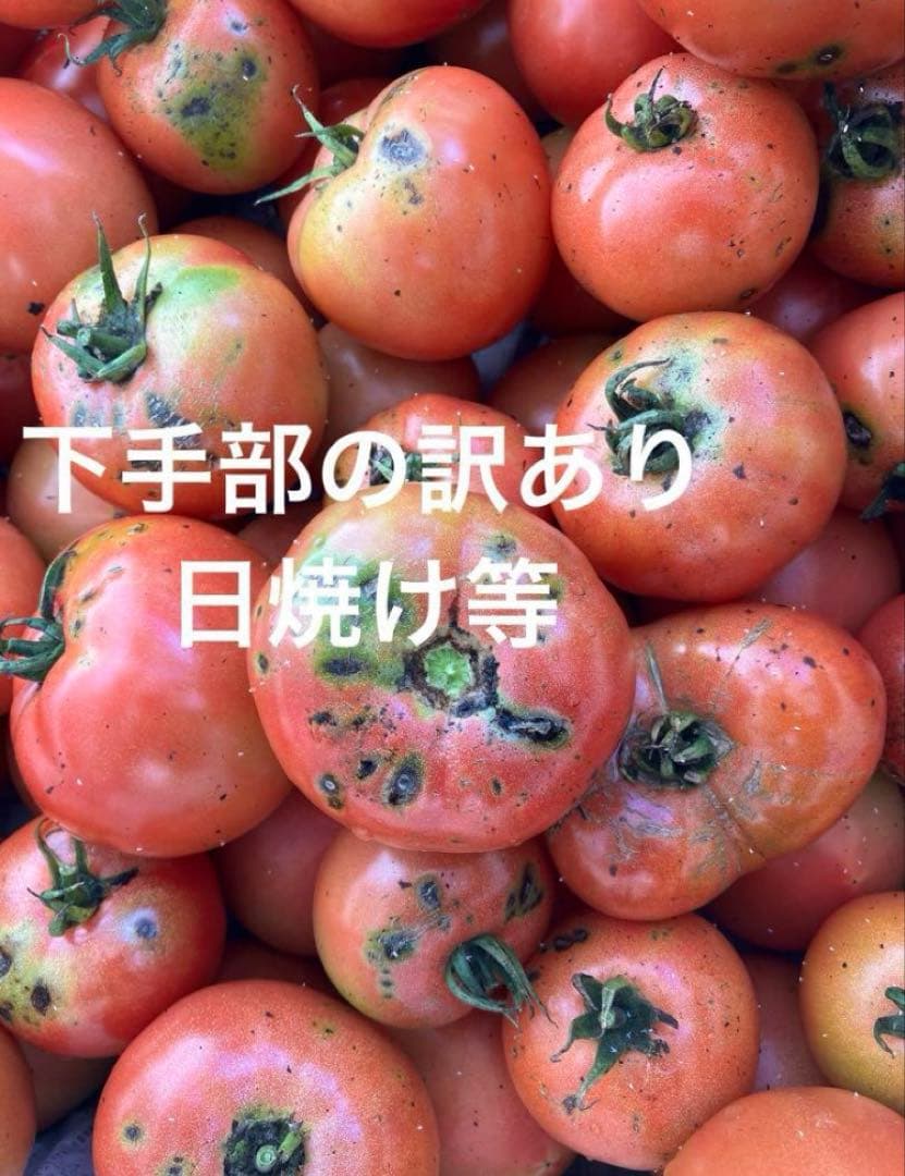 トマト とまと 新鮮野菜 農家直送 ハウス栽培 訳あり 規格外 お買い得 限定