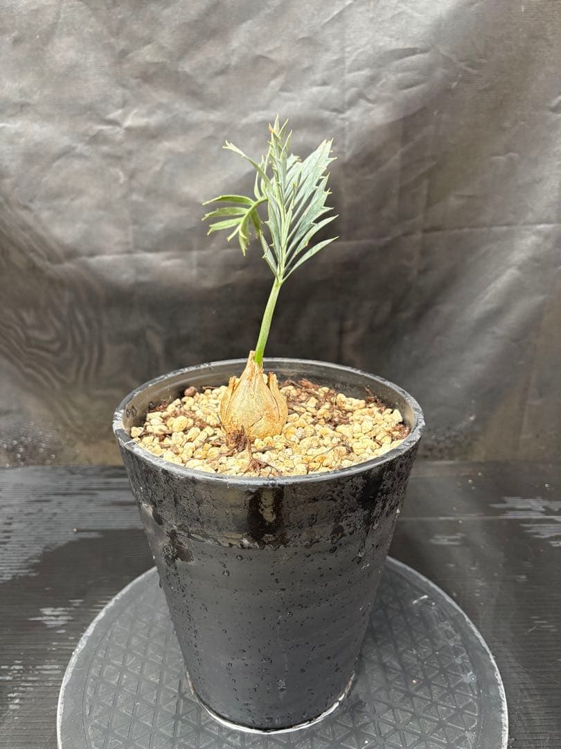 初売りセール　エンセファラルトス ホリダス ドワーフ　4㎝可愛いサイズ