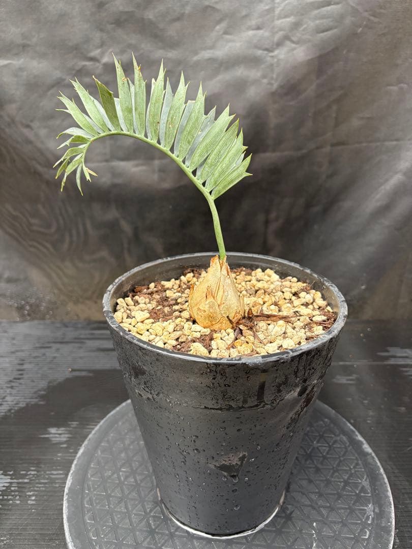 初売りセール　エンセファラルトス ホリダス ドワーフ　4㎝可愛いサイズ