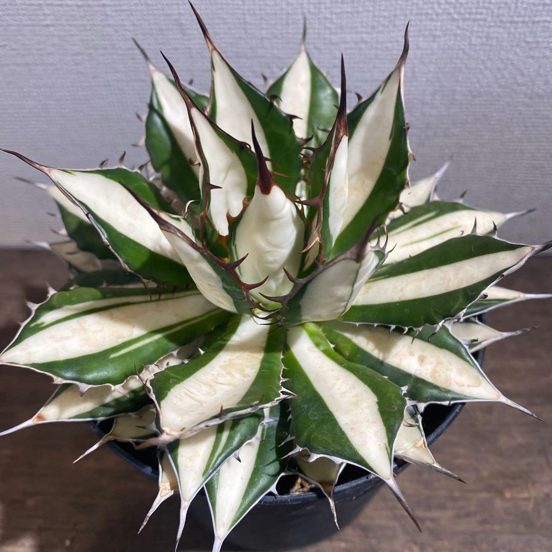 アガベ　ホリダ　白中斑　極上限定