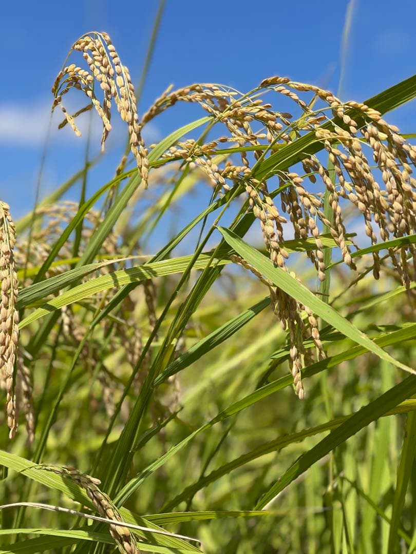 令和7年千葉県いすみ市産コシヒカリ　白米10キロ