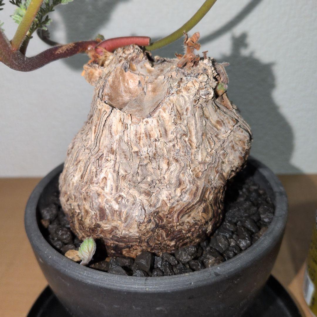 ペラルゴニウム　トリステ　良型タイプ 現地球　発根株（鉢付き)