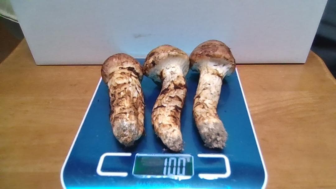 松茸3本　岡山産１００ｇ