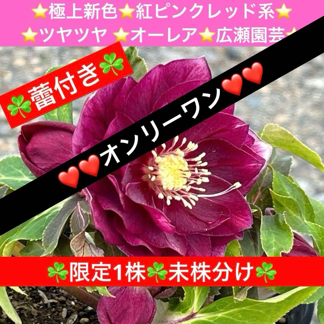 の*ん様 ☘️限定1株☘️未株分け☘️蕾付き☘️3356⭐️極上新色⭐️紅ピンク