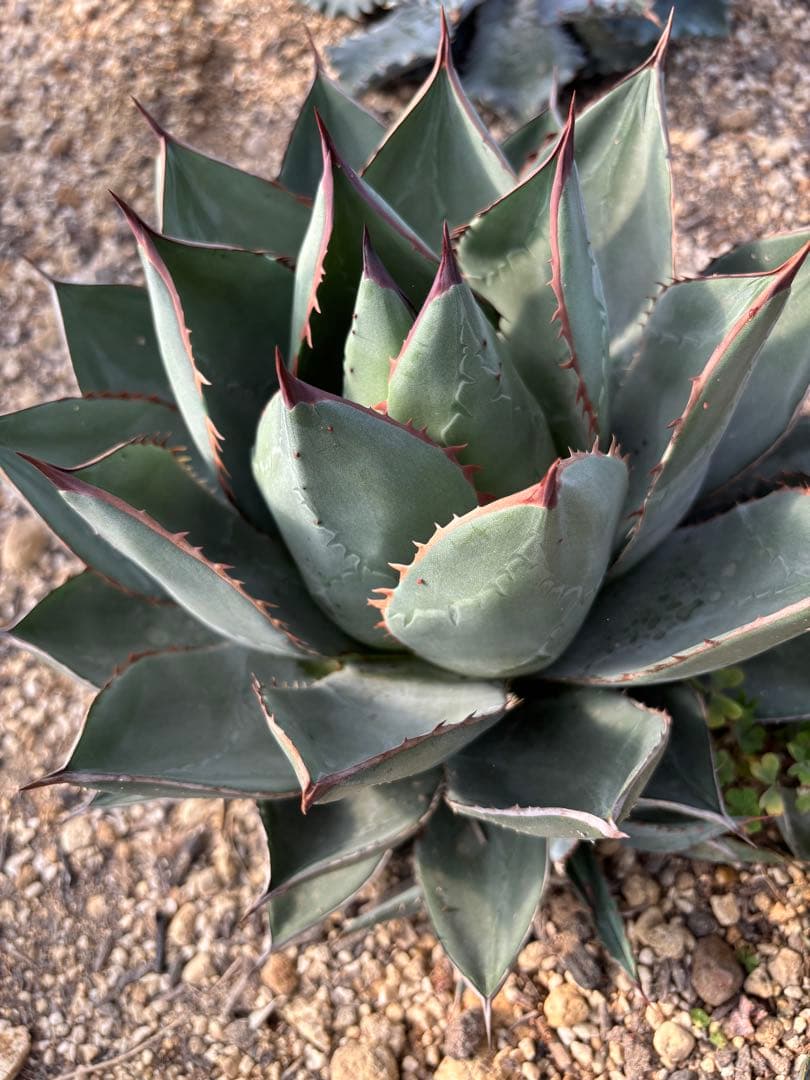 AGB33　アガベ　アリゾニカ　丸葉