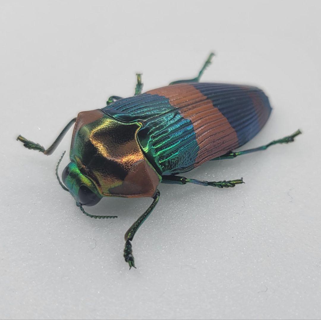 に*ー様 希少 A1 ムカシタマムシ Calodema suhandae 標本