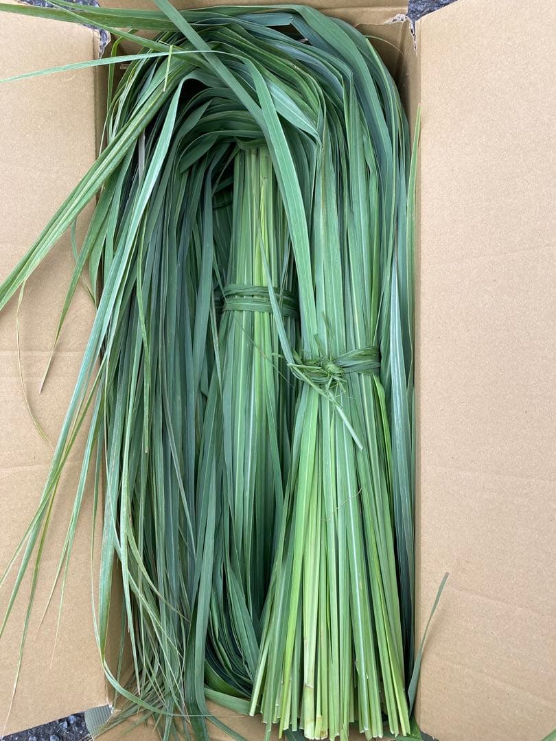 レモングラス　8kg 生葉
