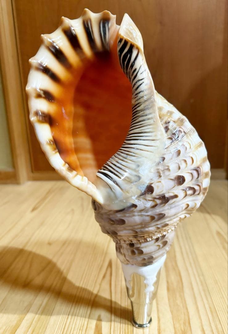 修験道法螺貝36㎝　山伏　密教　熊よけ　魔除け❣️ホラガイ　ほら貝