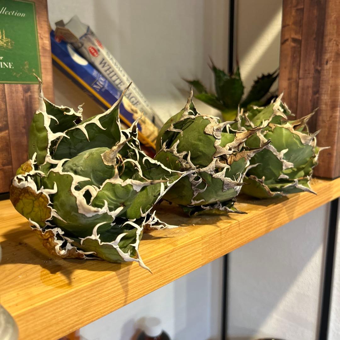 タイキチページ