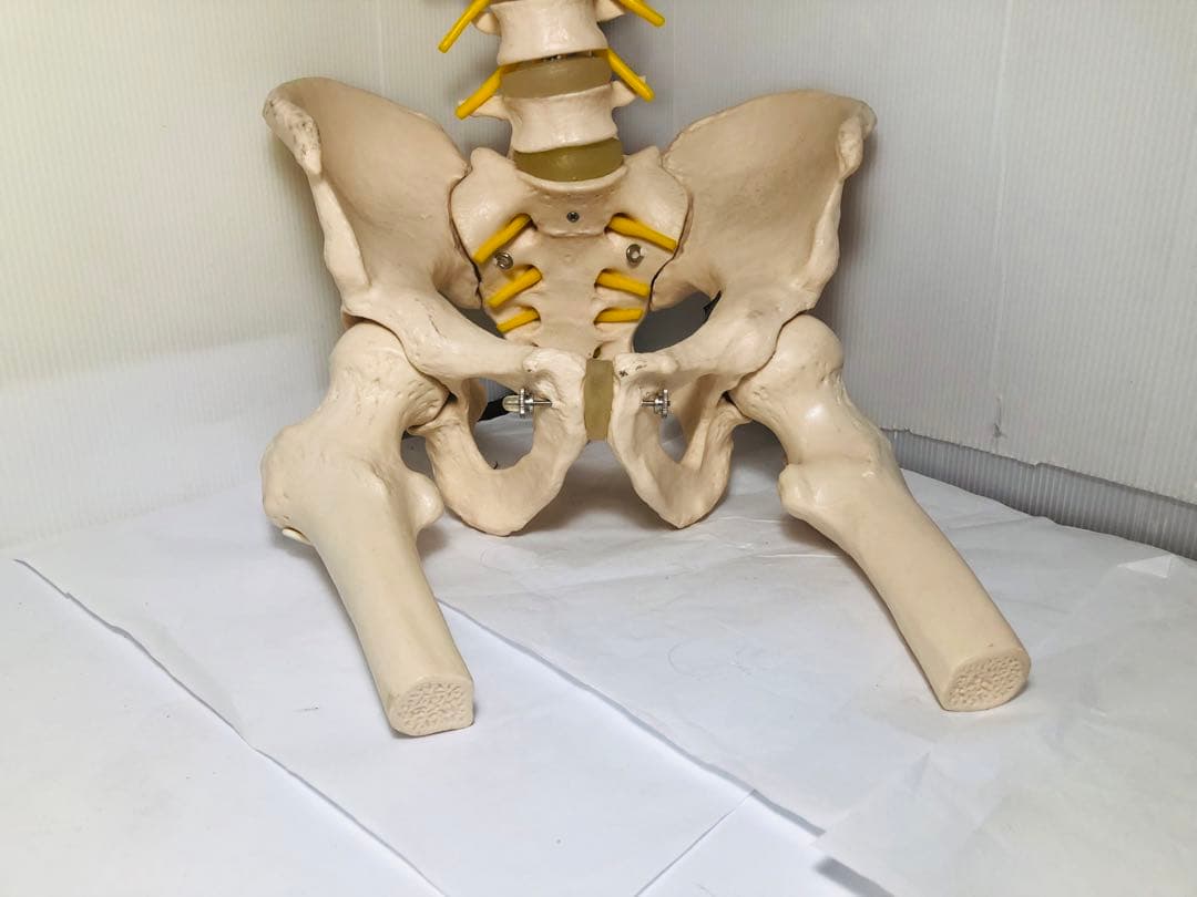 人体模型 骨格模型 脊柱模型 骨 人体骨格模型 脊椎骨盤模型　台座無し