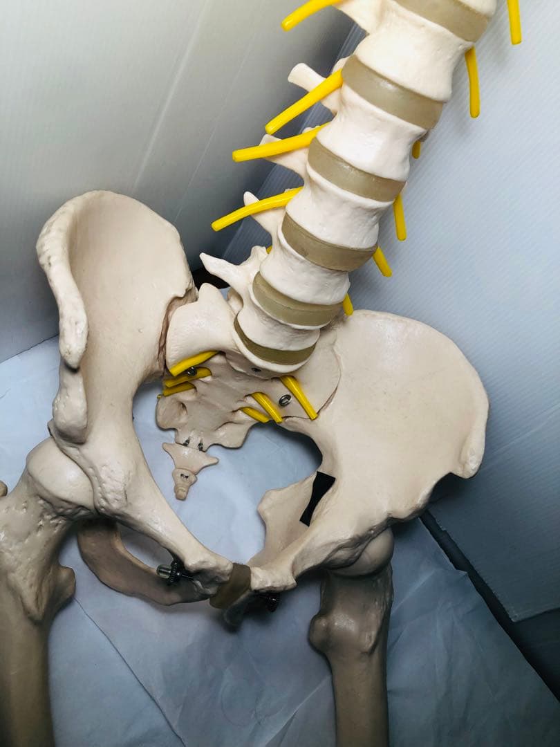人体模型 骨格模型 脊柱模型 骨 人体骨格模型 脊椎骨盤模型　台座無し