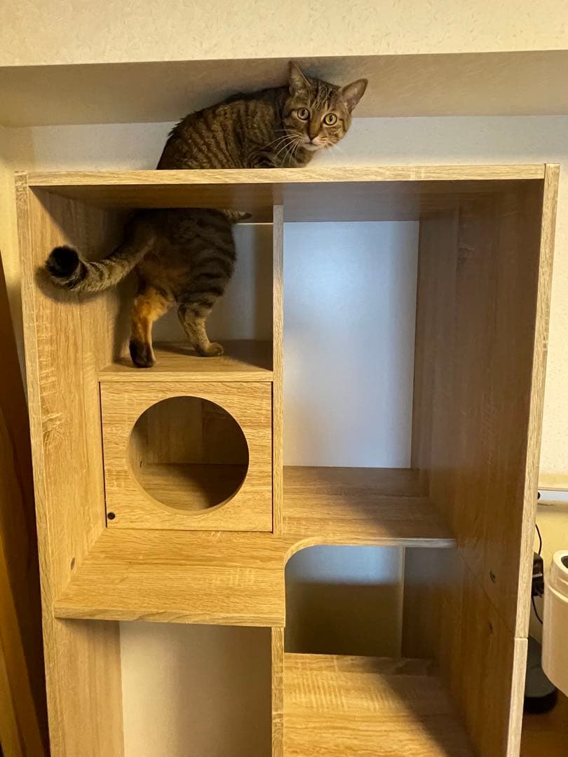 組立済み【幅60cm】猫が遊べるキャットウォークつきブックシェルフ