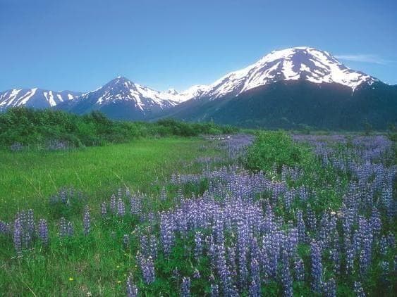 【専用】ガーディアン[Guardian] アラスカンエッセンスフラワーエッセンス
