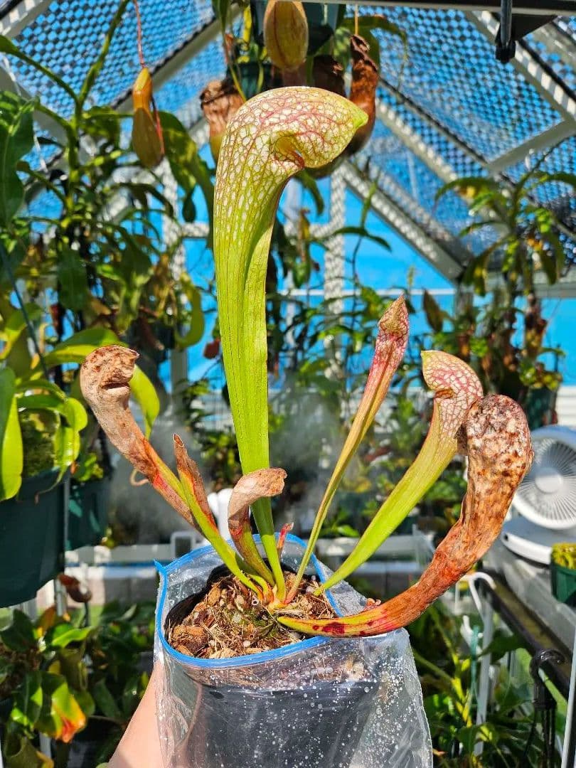 【逸品】食虫植物 サラセニア・イッセイ 一正園 充実株