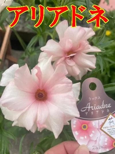 NEO　　ラナンキュラス ラックス 　6鉢