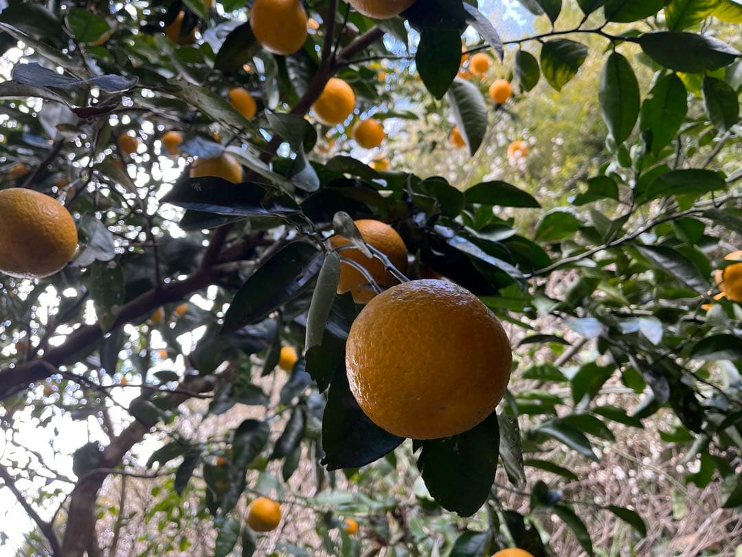 令和8年度 甘夏蜜柑 カワノナツダイダイ 贈答用　ご注文専用ページ