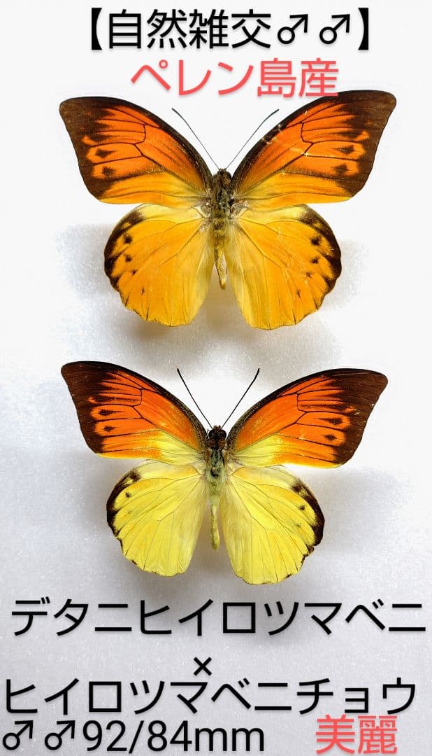 【自然雑交】デタニヒイロツマベニ♂♂標本２型★ペレン島★ 92/84mm美麗‼️