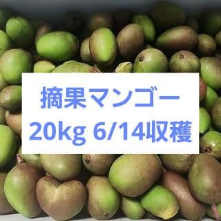 ハ*ー様 沖縄県産 摘果マンゴー 青マンゴー 20kg オークション3